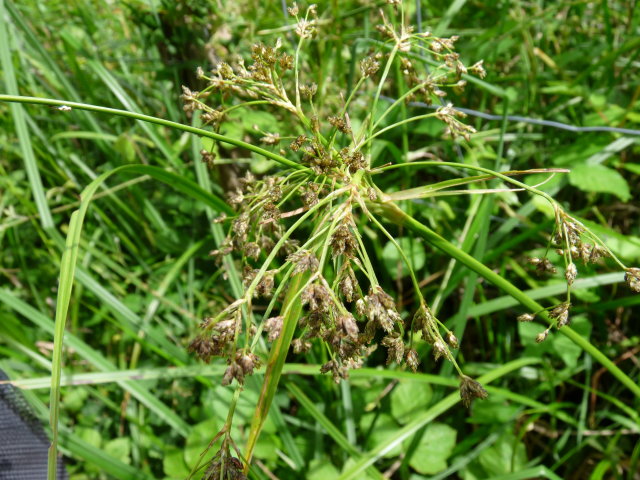 Scirpe des bois - Scirpus sylvaticus