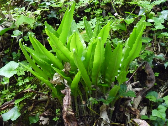 Scolopendre - Asplenium scolopendrium