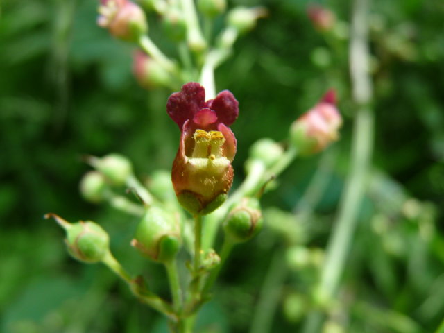 Scrophulaire auriculée – Scrophularia auriculata