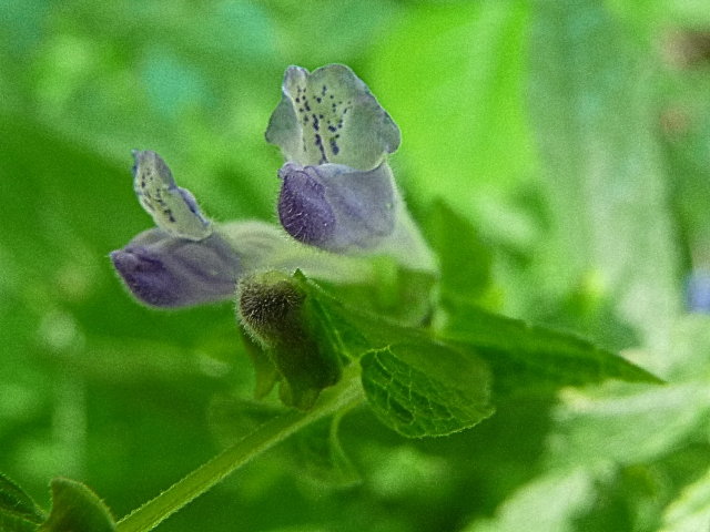 Scutellaire grande toque - Scutellaria galericulata