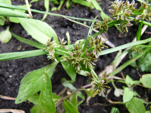 Souchet brun - Cyperus fuscus