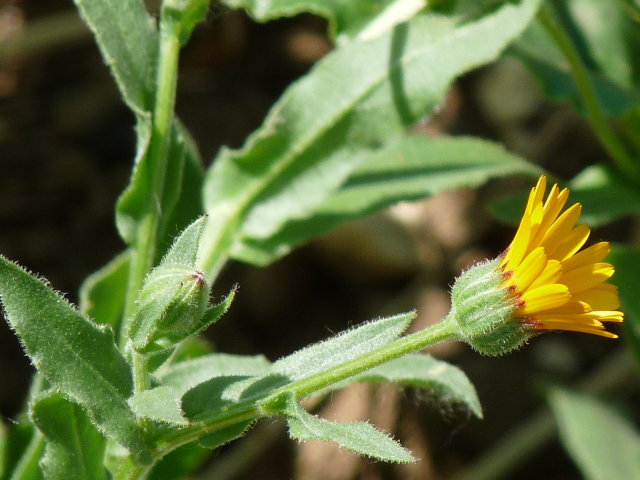 Souci des champs - Calendula arvensis (2)