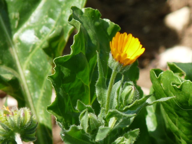 Souci des champs - Calendula arvensis