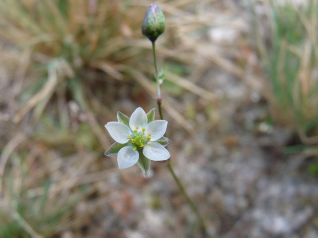 Spergule de Morison - Spergula morisonii