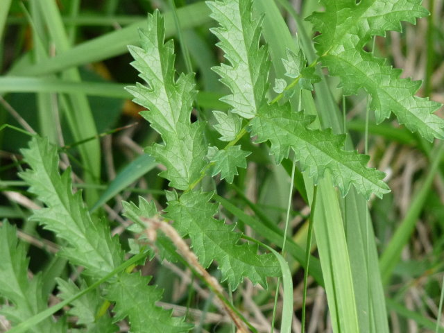 Spirée filipendule - Filipendula vulgaris