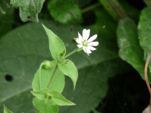 Stellaire aquatique - Myosoton aquaticum