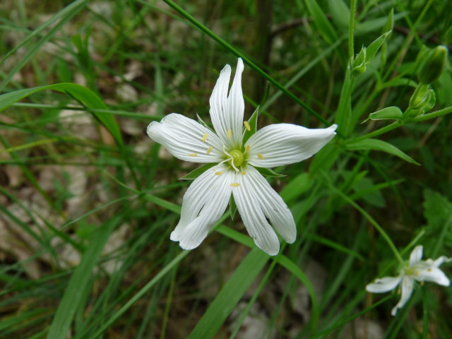 Stellaire holostée - Stellaria holostea