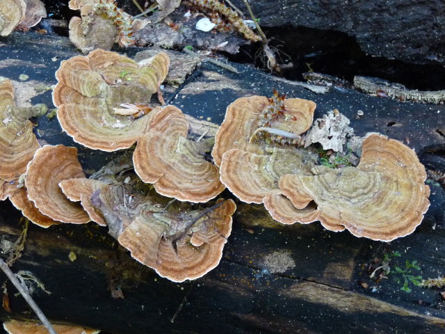 Stérée remarquable - Stereum insignitum (2)