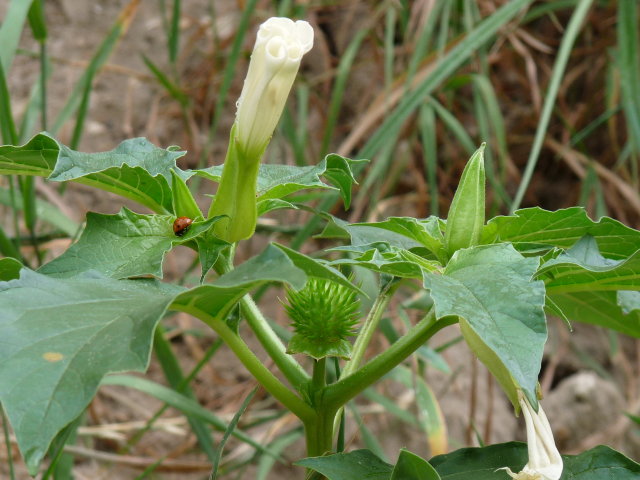 Stramoine commune - Datura stramonium