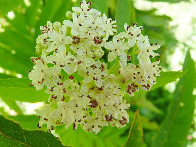 Sureau yèble - Sambucus ebulus (2)