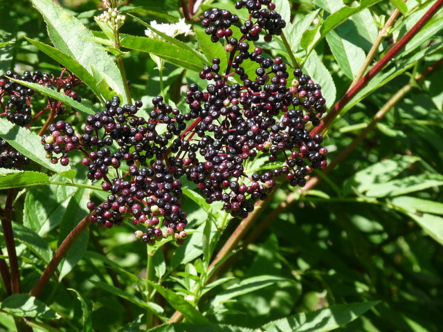 Sureau yèble - Sambucus ebulus (3)