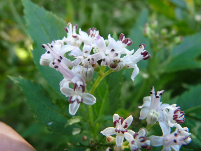 Sureau yèble - Sambucus ebulus