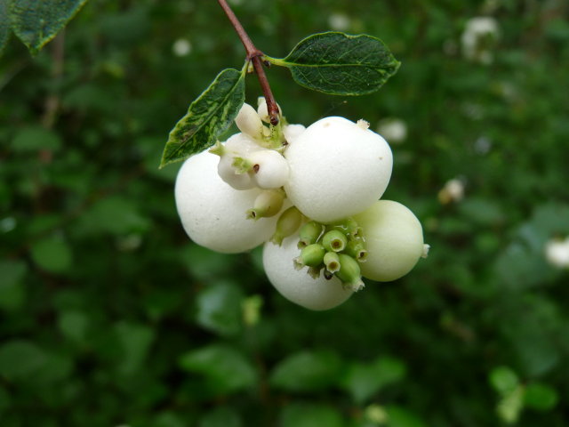 Symphorine blanche - Symphoricarpos albus