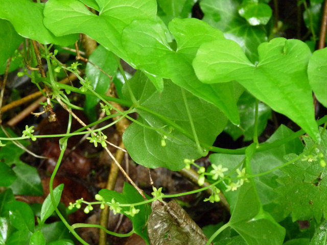 Tamier commun - Dioscorea communis