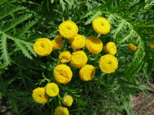 Tanaisie commune - Tanacetum vulgare