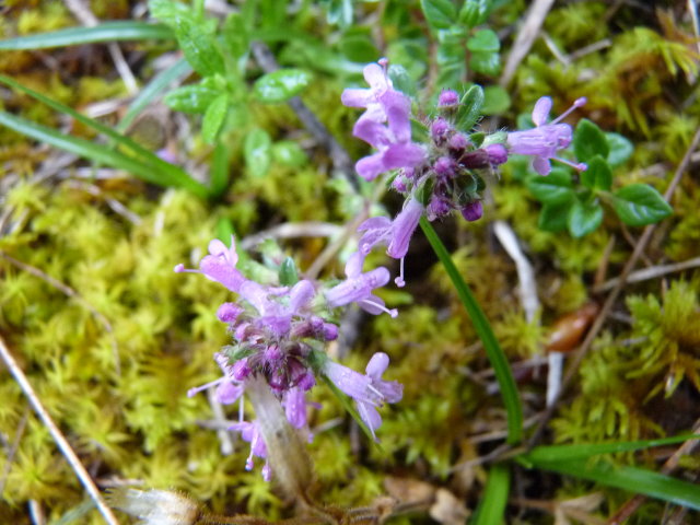 Thym serpolet - Thymus serpyllum