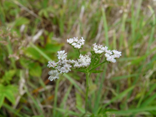 Torilis du Japon - Torilis japonica