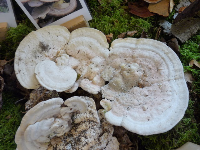 Tramète bossu - Trametes gibbosa