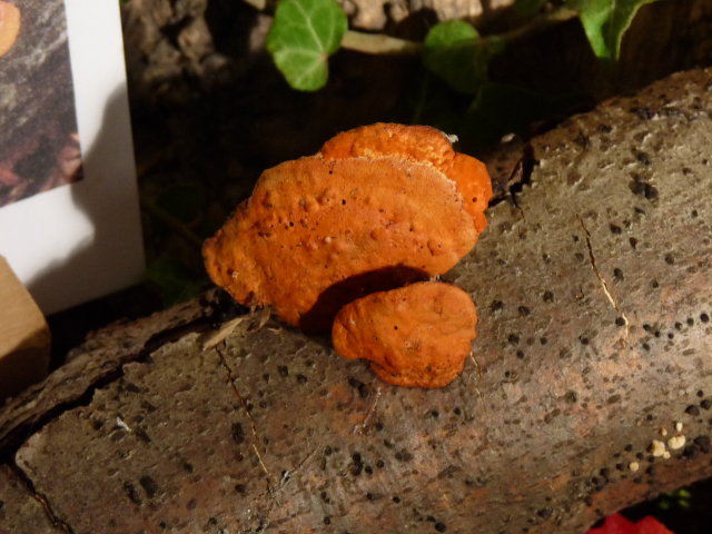 Tramète rouge cinabre - Pycnoporus cinnabarinus 