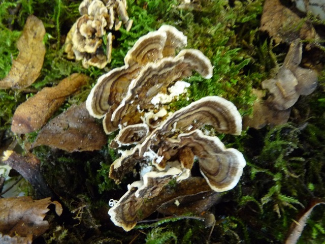 Tramète-versicolore--Trametes-versicolor