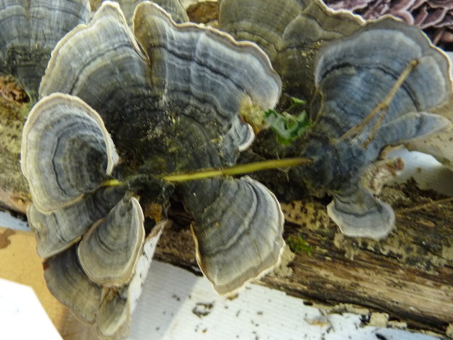 Tramète versicolore - Trametes versicolor (2)