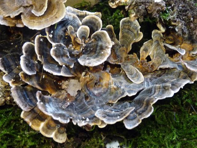 Tramète versicolore - Trametes versicolor (3)