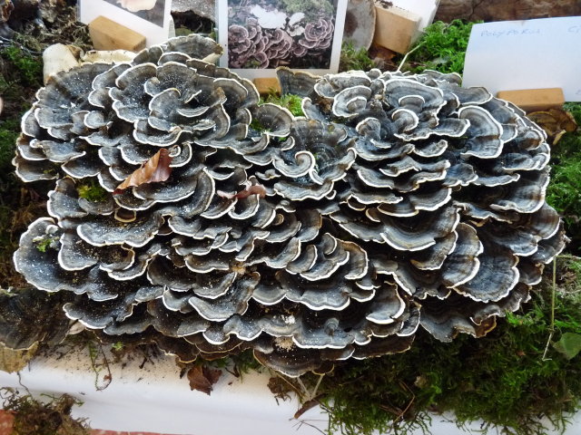 Tramète versicolore - Trametes versicolor