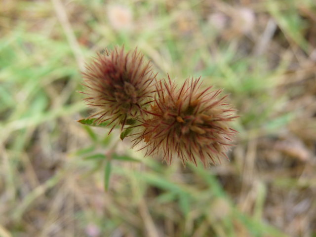 Trèfle Pied-de-lièvre - Trifolium arvense