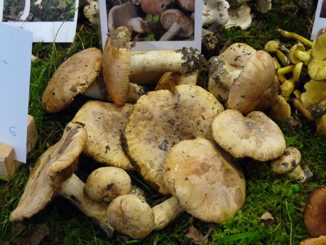 Tricholome acerbe - Tricholoma - acerbum