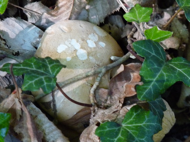 Tricholome de la Saint-Georges - Calocybe gambosa (2)