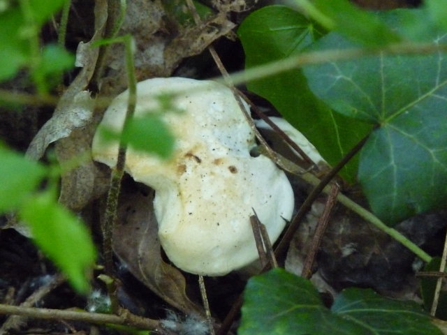 Tricholome de la Saint-Georges - Calocybe gambosa