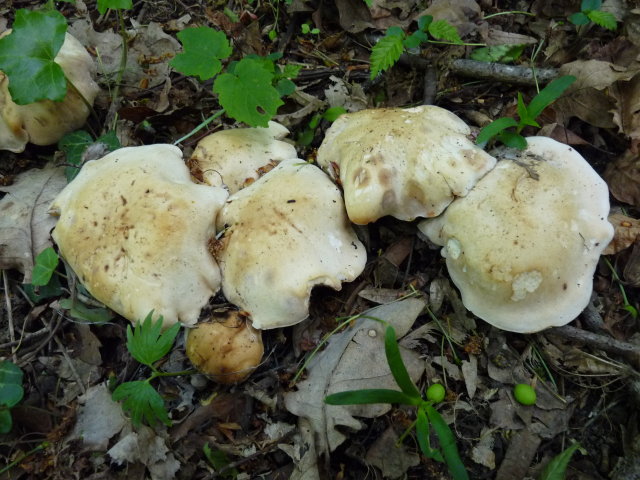 Tricholome de Saint Georges - Calocybe gambosa