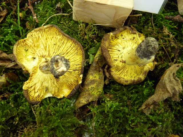 Tricholome équestre - Tricholoma equestre