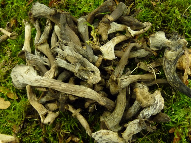 Trompette-des-morts--Craterellus-cornucopioides