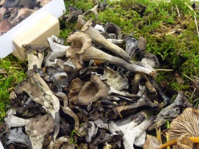 Trompette des morts - Craterellus cornucopioïdes