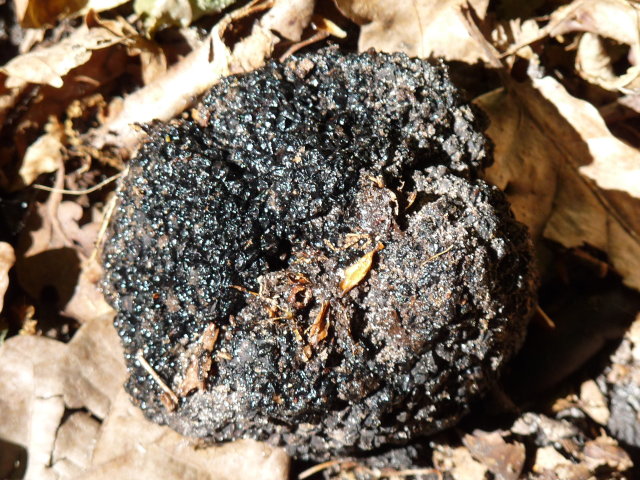 Truffe blanche d'été - Tuber aestivum