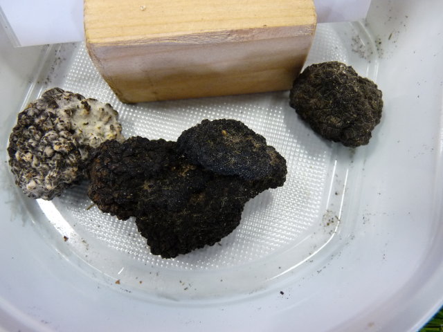 Truffe d'été - Tuber aestivum