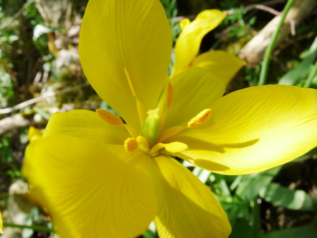 Tulipe sylvestre - Tulipa sylvestris (2)