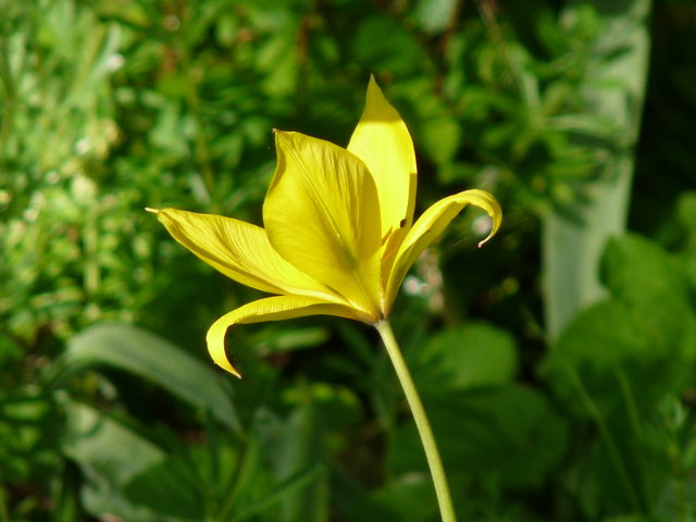 Tulipe sylvestre - Tulipa sylvestris (3)