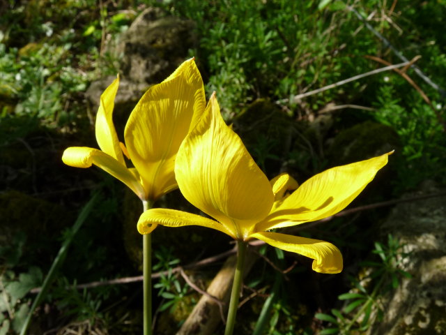 Tulipe sylvestre - Tulipa sylvestris