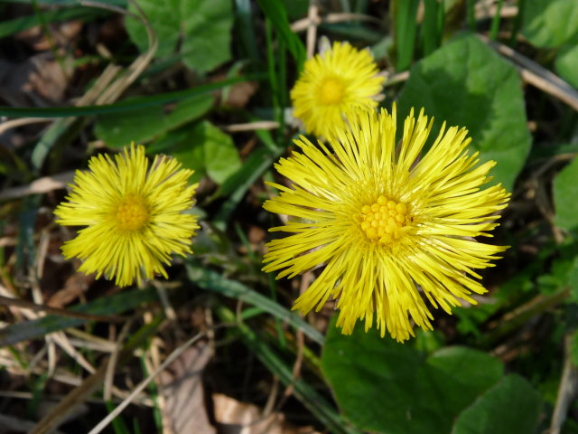 Tussilage pas-d-âne - Tussilago farfara