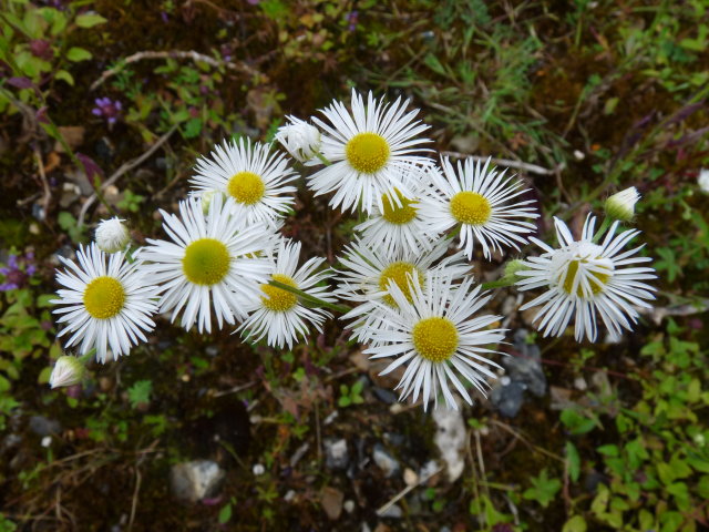 Vergerette annuelle -Erigeron annuus