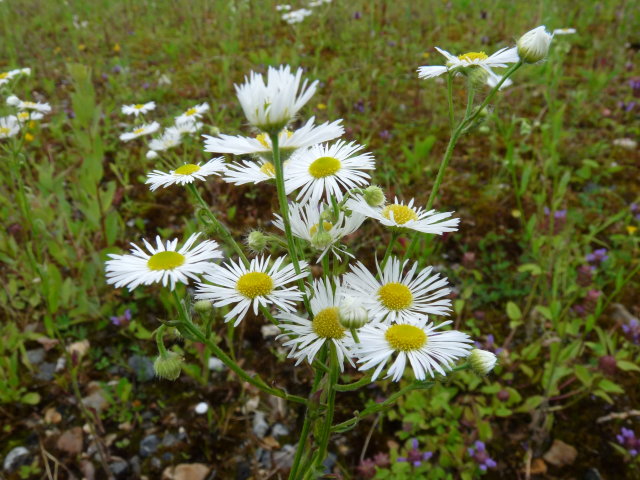 Vergerette annuelle -Erigeron annuus (2)