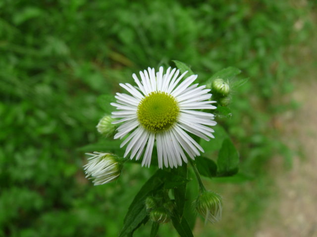 Vergerette annuelle - Erigeron annuus