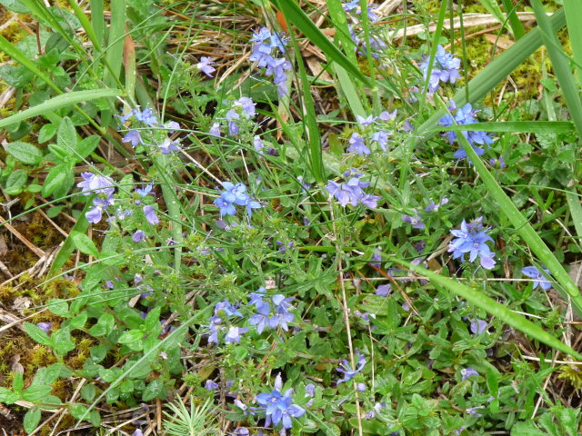 Véronique prostrée - Veronica prostrata