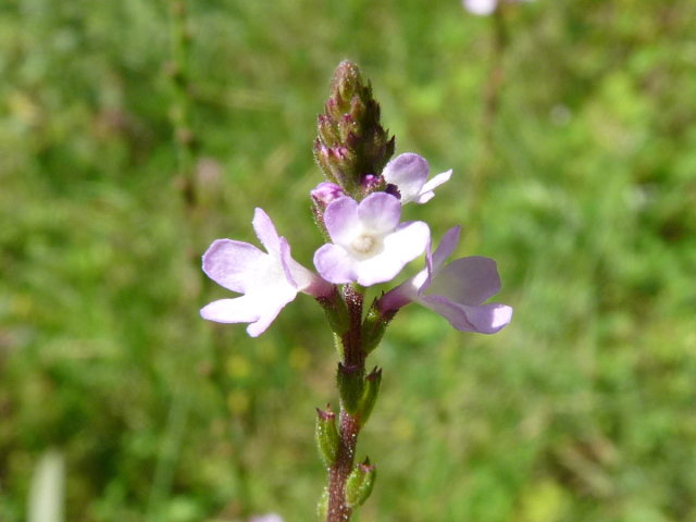 Verveine officinale - Verbena officinalis