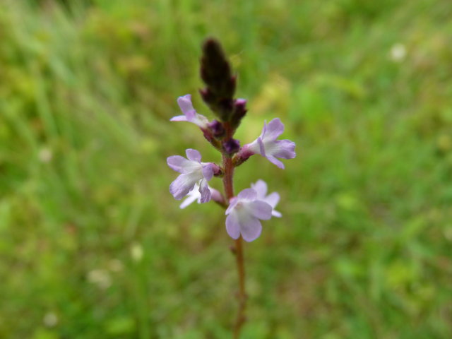 Verveine officinale -  Verbena officinalis (2)