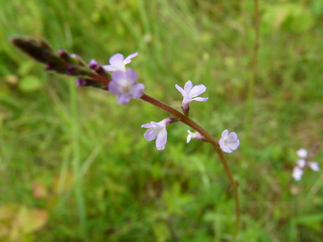 Verveine officinale -  Verbena officinalis