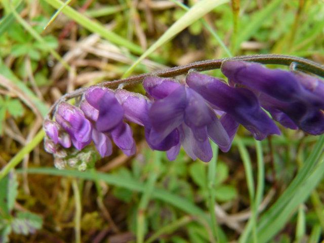 Vesce cracca - Vicia cracca (2)