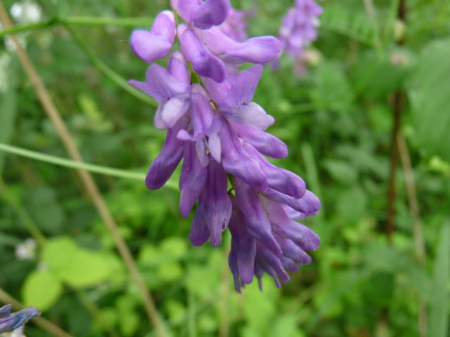 Vesce cracca - Vicia cracca